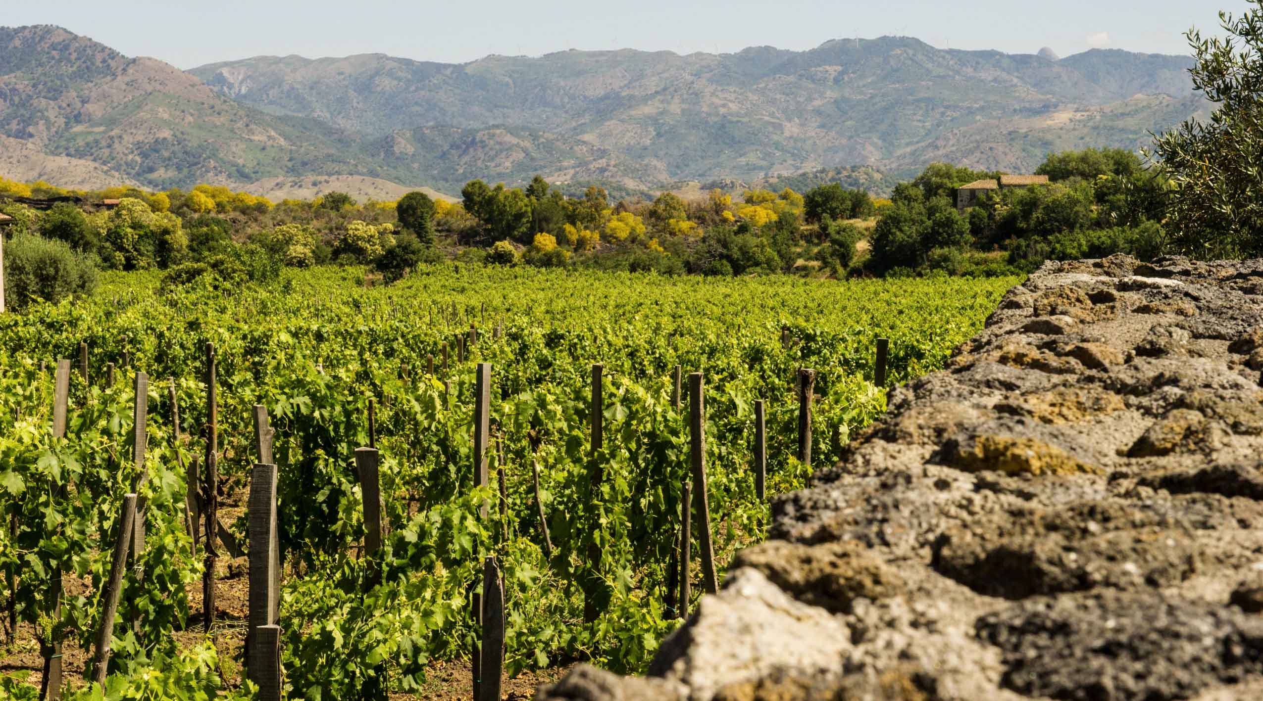 Dégustation de 5 vins Etna DOC et 5 recettes