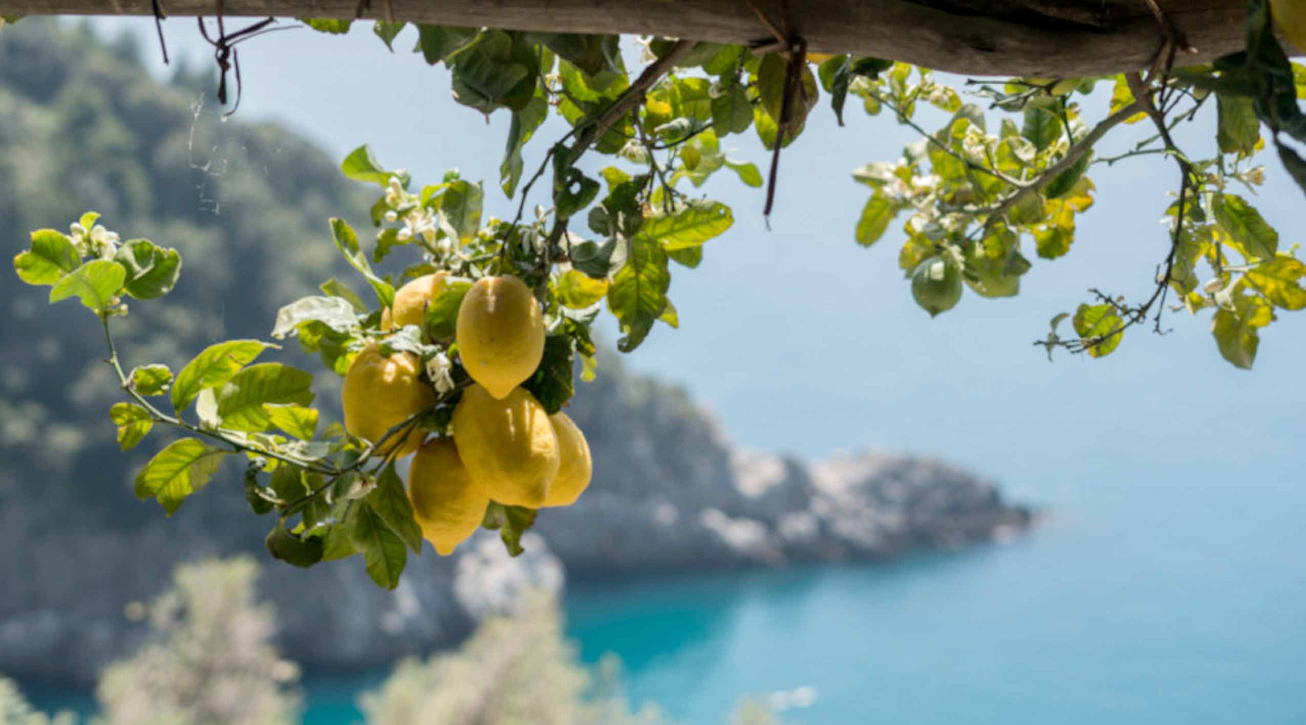 VISITE ET DEGUSTATION DE LIMONCELLO 1H30