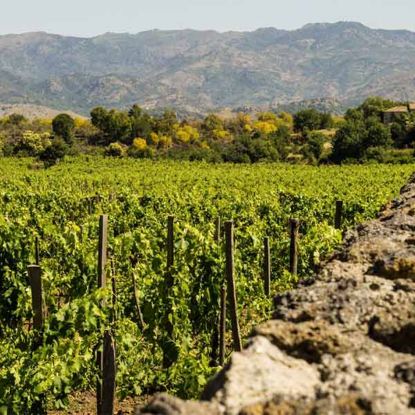 Dégustation de 5 vins Etna DOC et 5 recettes