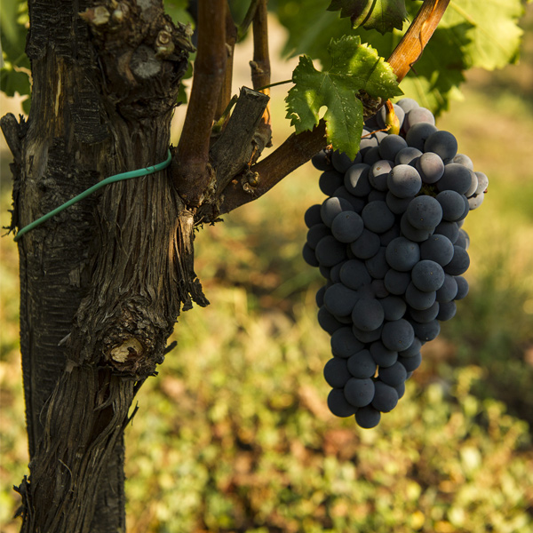 Dégustations de vin