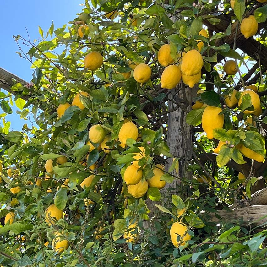 VOYAGE MUSICAL SUR LA COTE AMALFITAINE