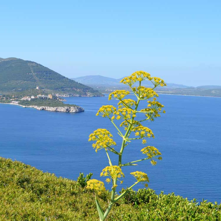 Alghero et ses alentours