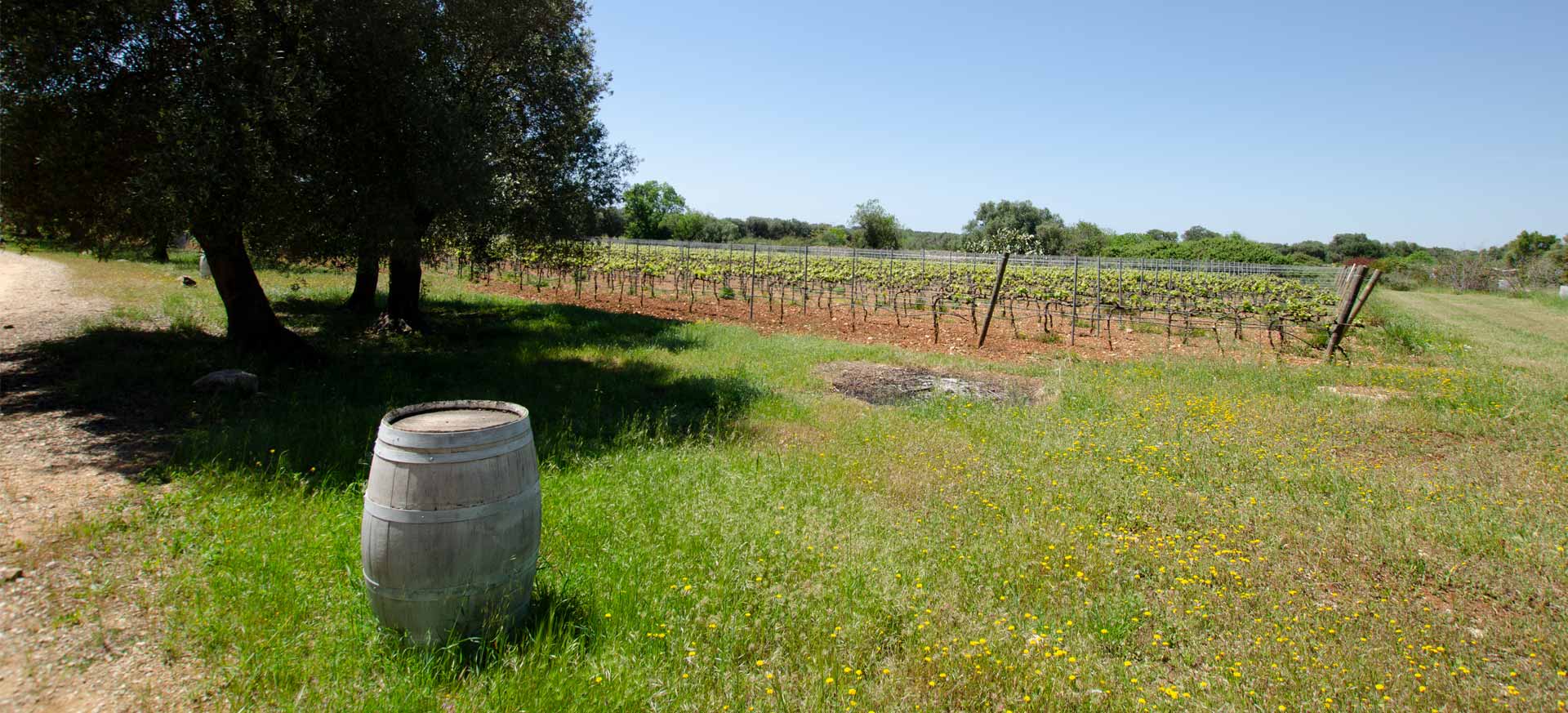 Agriturismo de charme Oenotourisme - Manduria - Taranto  - 