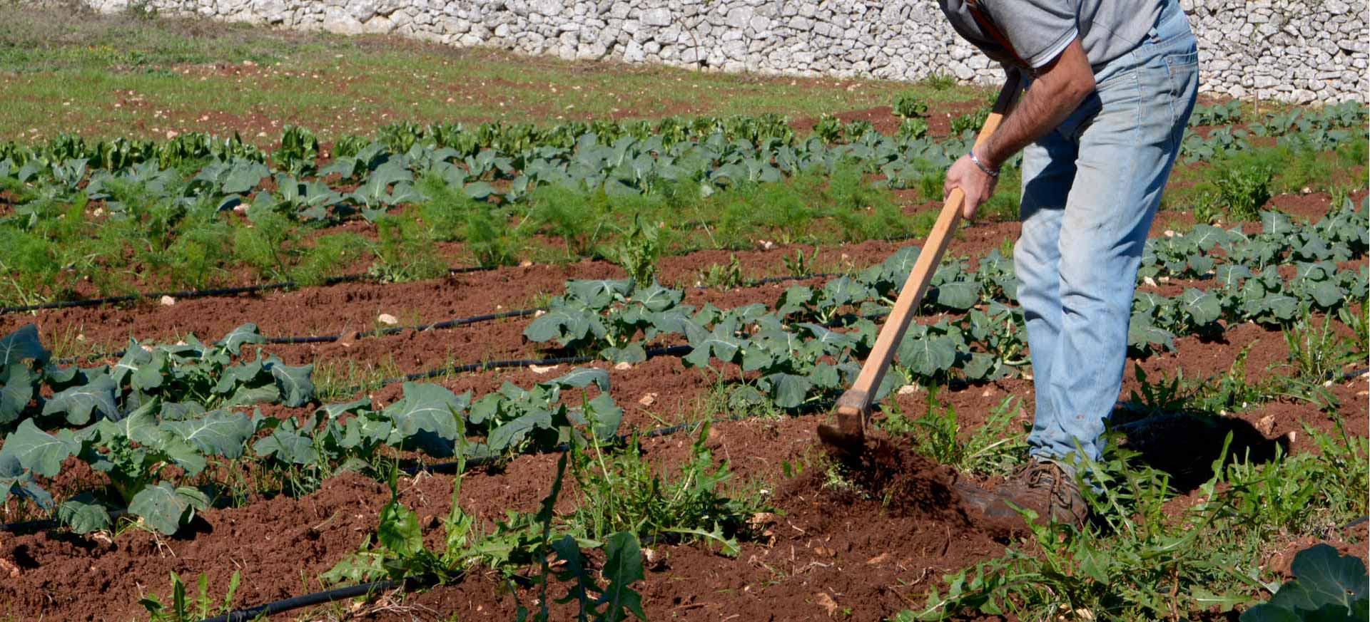 Agriturismo biologique Martina Franca - 