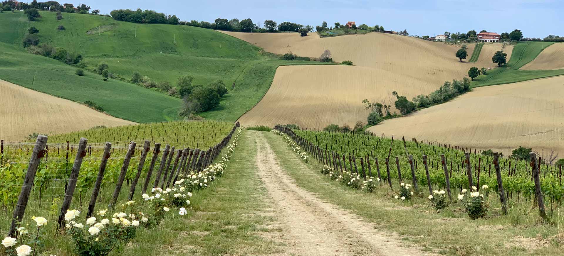 Charming country wine hotel San Marcello - Jesi - 